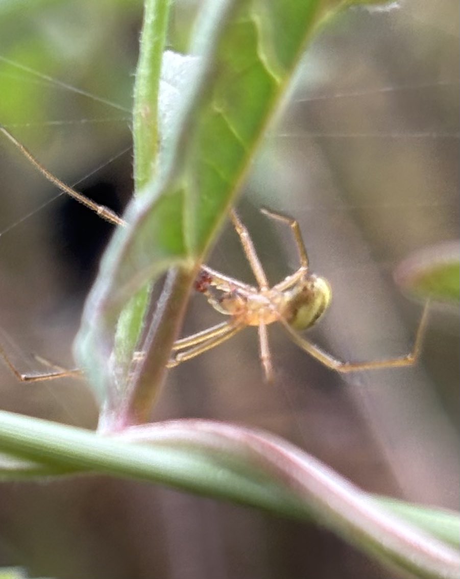 GrahamDenny9's tweet image. Lots of itsy bitsy #spiders @BritishSpiders @FarmInvertsUK @InsectDiversity @FWAGeast @NFFNUK @SWTWildFarms @FarmWildlifeUK