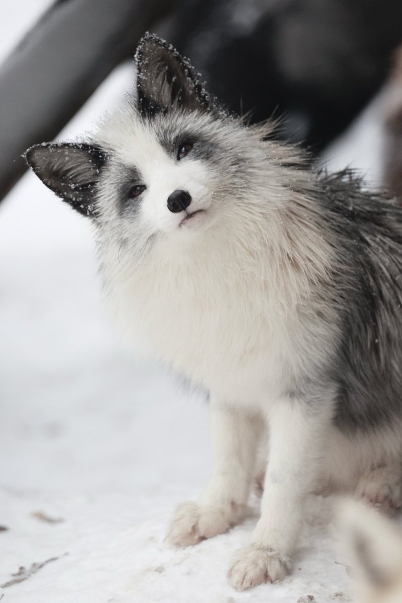 狐仙人乃弟子 トコノ オルタ (@ttt_zegu952) on X