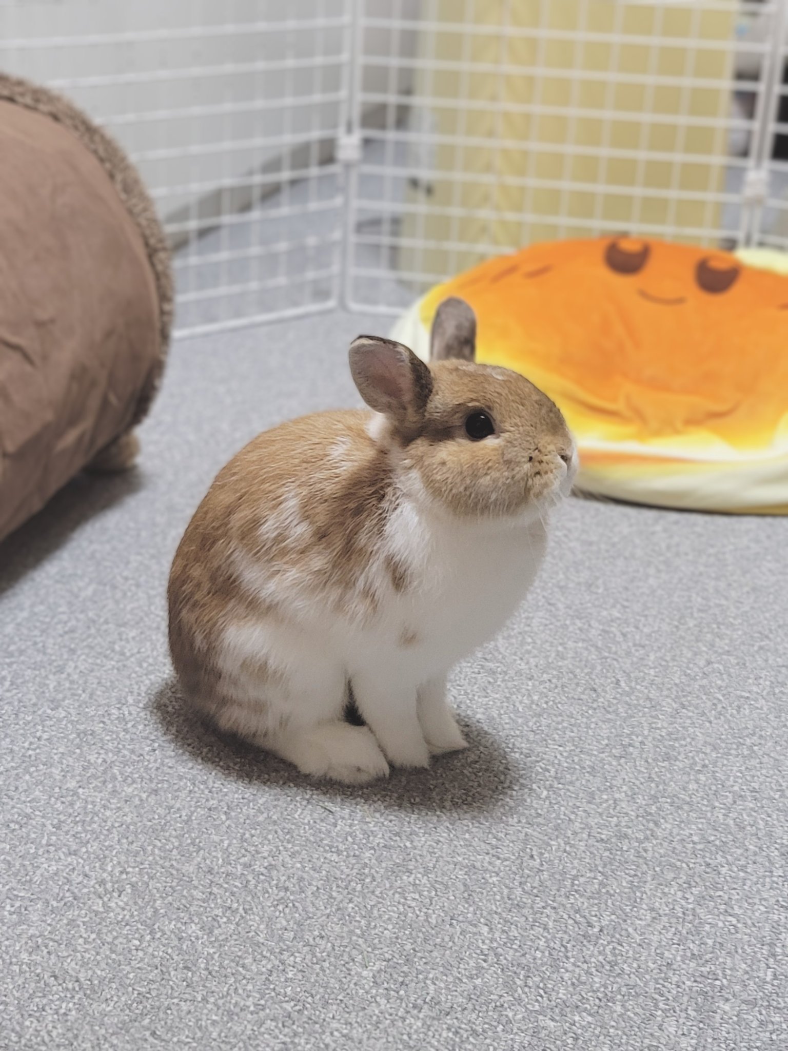 うさぎのおくち ㊗️うさぎのラブち、3歳のお誕生日ライブ🎉 - YouTube