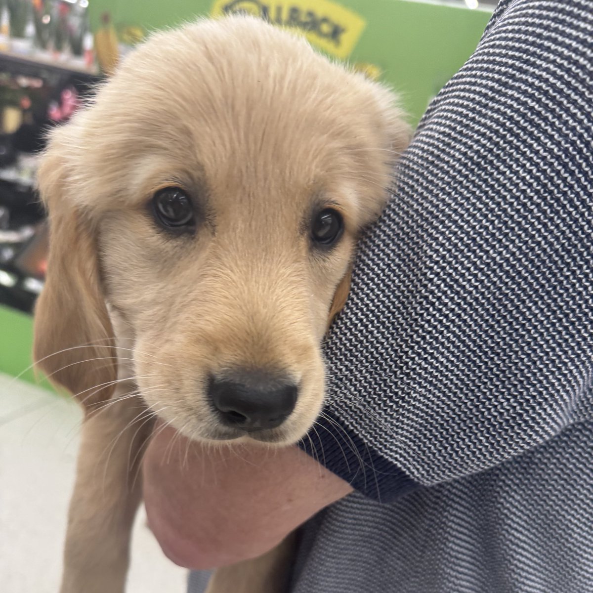 thegeekofsteel's tweet image. Today I had the pleasure of meeting Isabelle from @GuideDogs.
I’m planning to work with this incredible charity soon and want to help name a future Guide Dog by raising money through donations and giveaways.
Any guesses on the name I’ve picked…?
#Superman
#Krypto