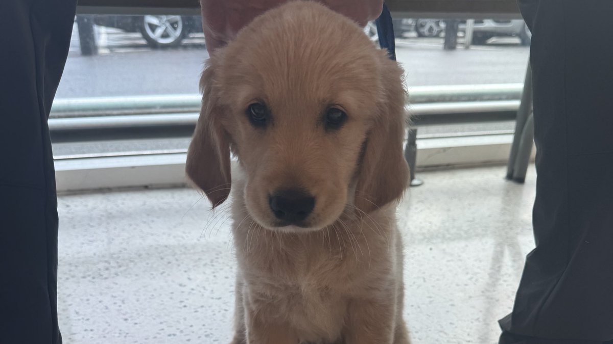 thegeekofsteel's tweet image. Today I had the pleasure of meeting Isabelle from @GuideDogs.
I’m planning to work with this incredible charity soon and want to help name a future Guide Dog by raising money through donations and giveaways.
Any guesses on the name I’ve picked…?
#Superman
#Krypto