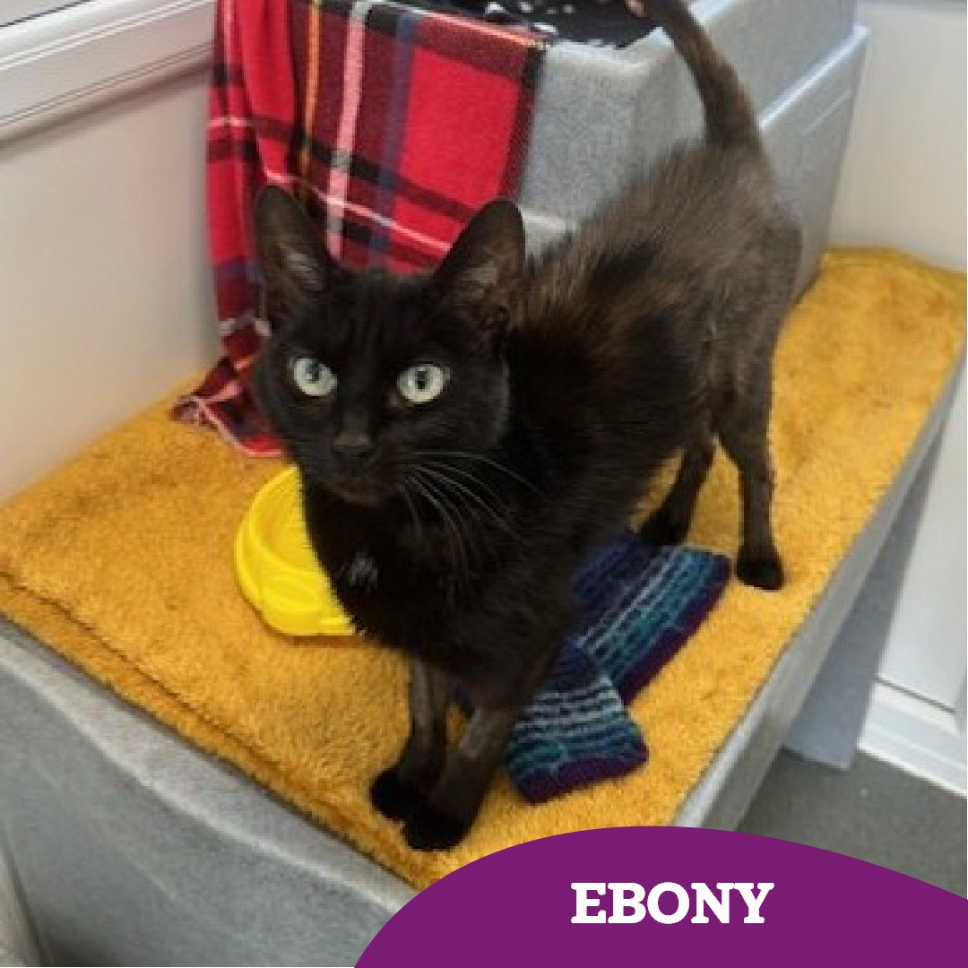 CatsTyneside's tweet image. Ebony has been reserved ♥️