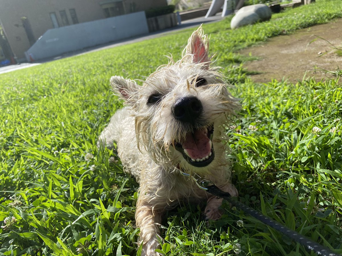 てら (@tera_westie) / Posts / X