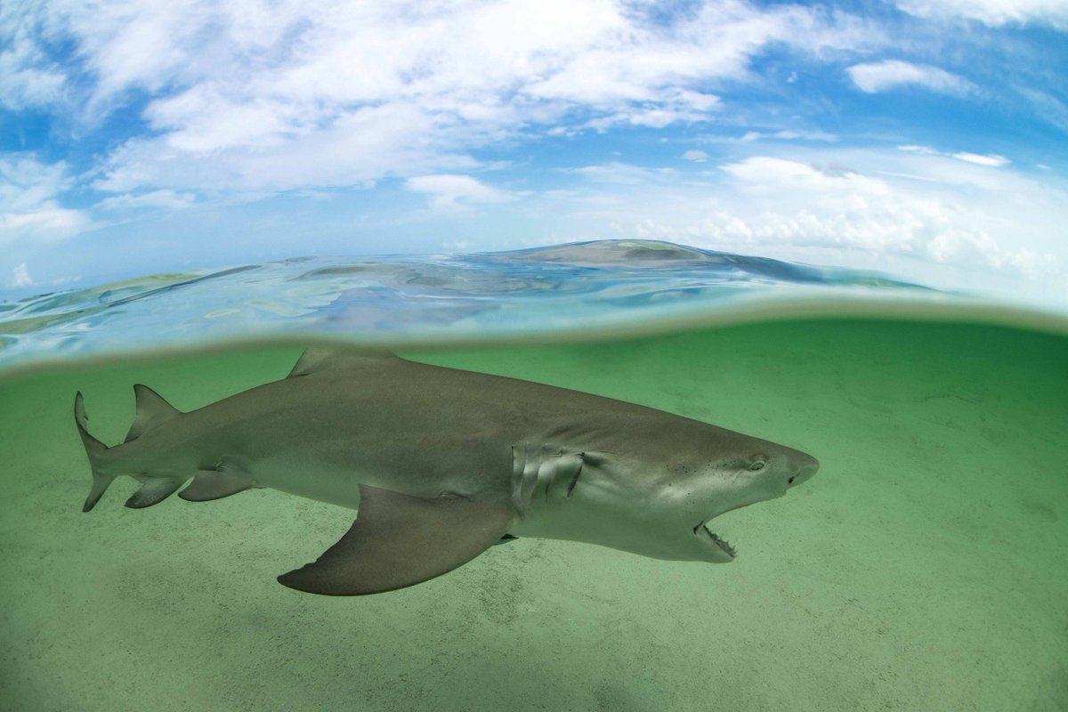savingtheblue's tweet image. Ahhhhhhhhrrreeee you ready for tomorrow???
❌ Raffle ❌ Limited Clothing ❌ Shark Week Shows ❌
Are you Shark Week ready??? Let us get you in the mood! 🦈
🎟️ - Raffle - There are heaps of sharkie prizes up for grabs, however the main star of the show is a week-long shark…