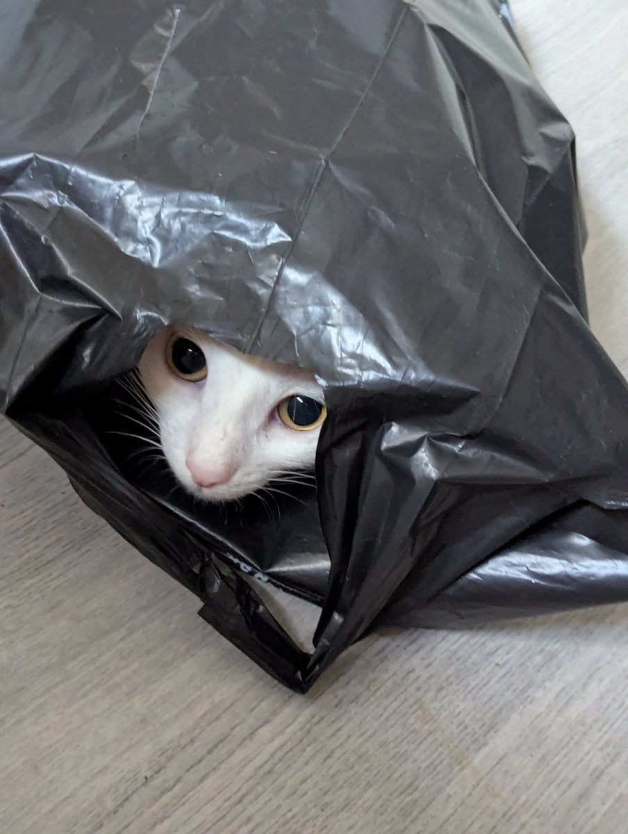 Twitch bounty sur Marvel Rivals aujourd'hui, viens soutenir en lâchant ta vie 🤍
Une photo de Rae dans un sac de courses, qui te regardera comme ça jusqu'à la fin de tes jours en te jugeant si tu viens pas.
Twitch tv Billiechou toussa