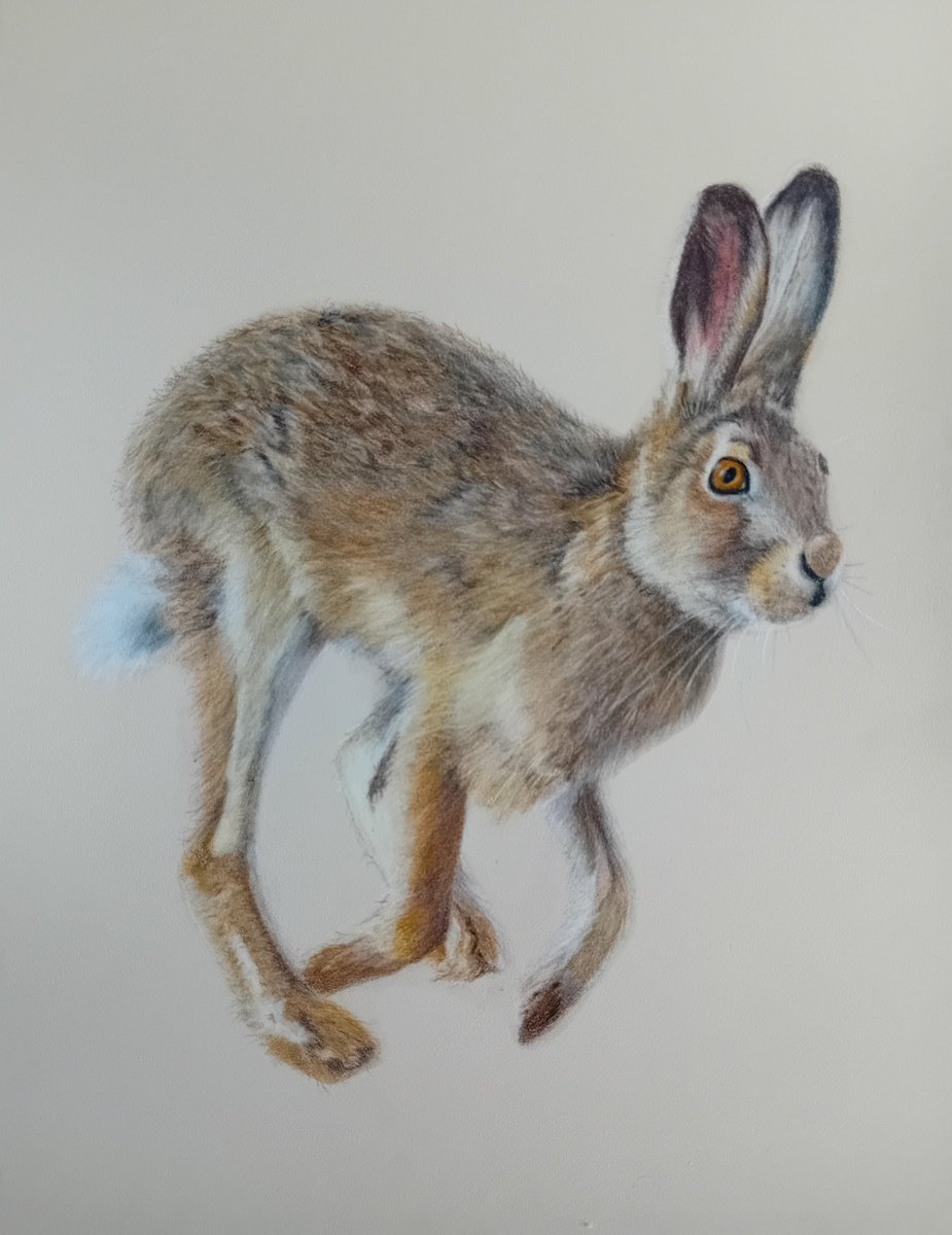 pamadamsart's tweet image. Another hare drawing. I just love them ❤️
A4 Coloured pencil
#hare #colouredpencilart #fabercastell #polychromos #pastelmat
