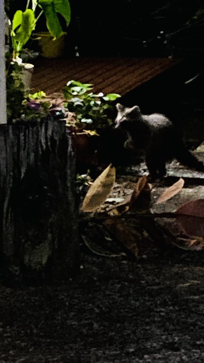 自販機に飲み物買いに外出たらアライグマの団体(5匹)が徘徊してた。
オラが町にも野良ラスカルがおる