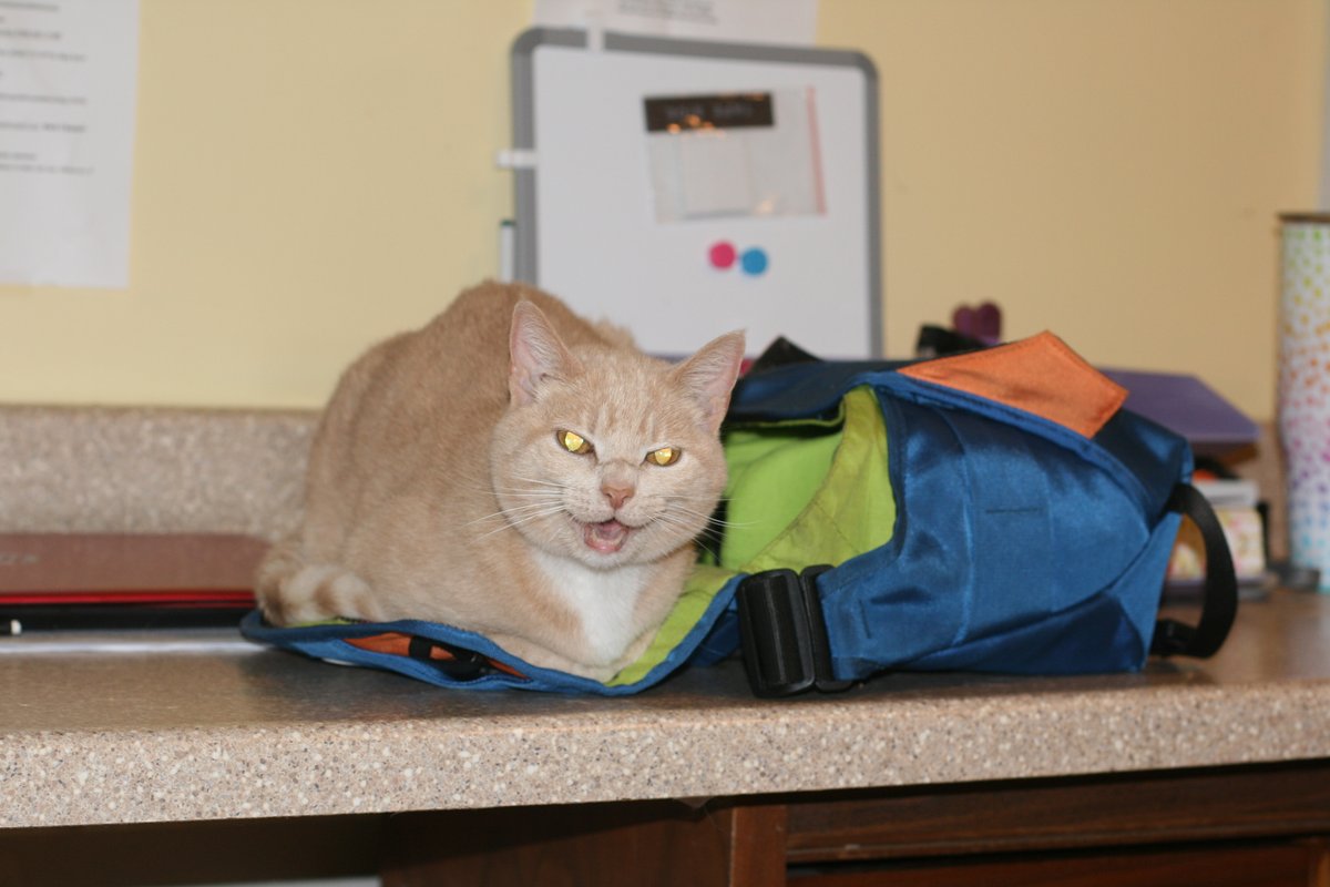 RappCatsAdopt's tweet image. Donna says this is *her* camera bag now and honestly, who am I to argue...?