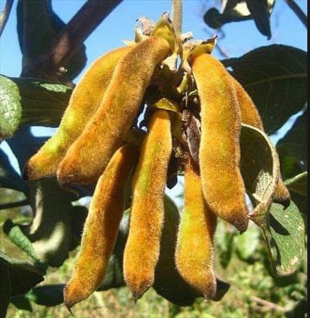 ZimViral's tweet image. Uptown kid after touching this at grandma’s village:
‘WTF dawg…Mommmm!!!!!!