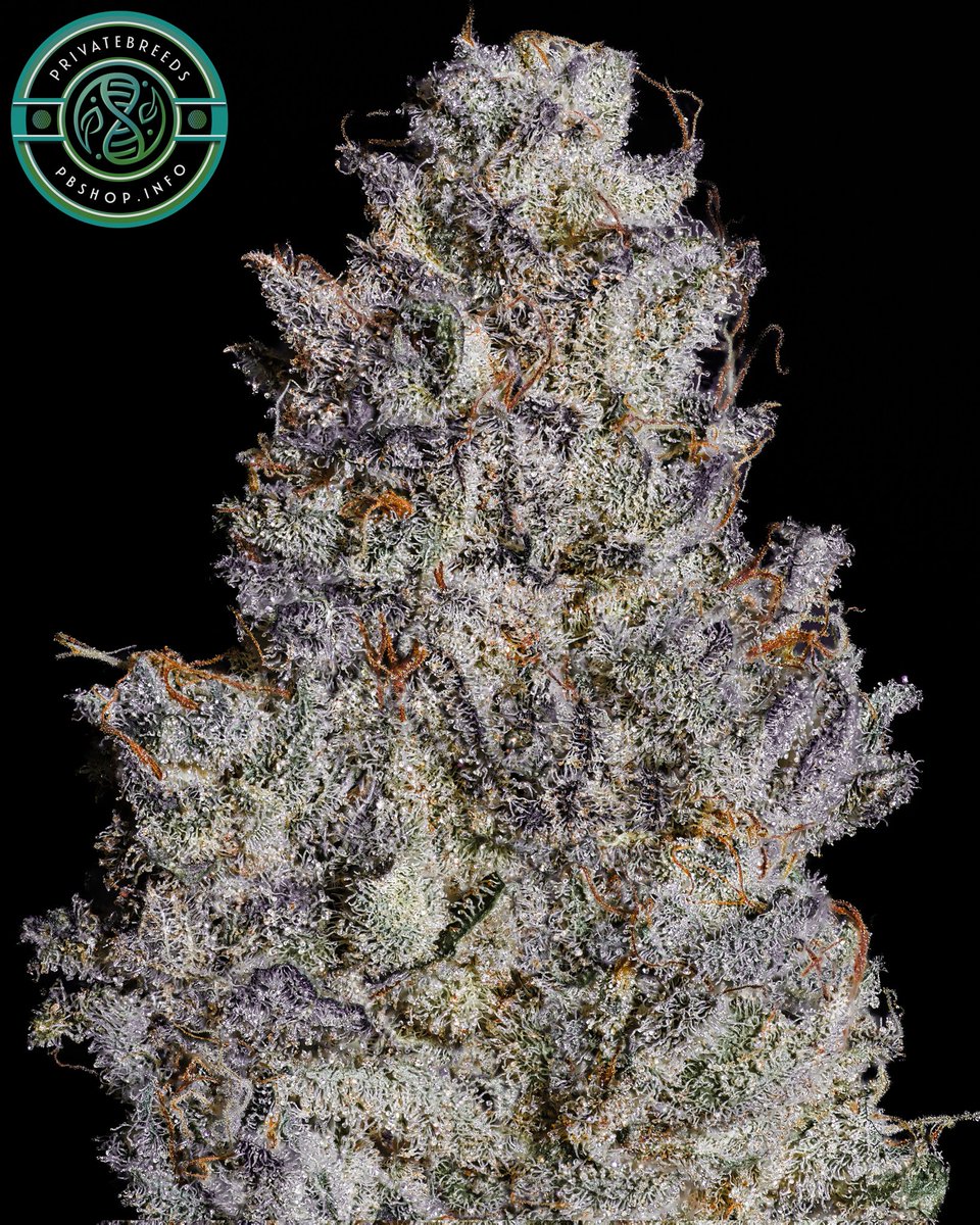 Privatebreeds's tweet image. Lime Twins. Made these around 5 years ago, way too crazy everything. You can find sour cherries lime phenos with zero weed smell that smell outrageoue. Absolutely dripping in 💯 maxed out wow levels of terps.
Feel free to repost if you enjoy my work 🚀
