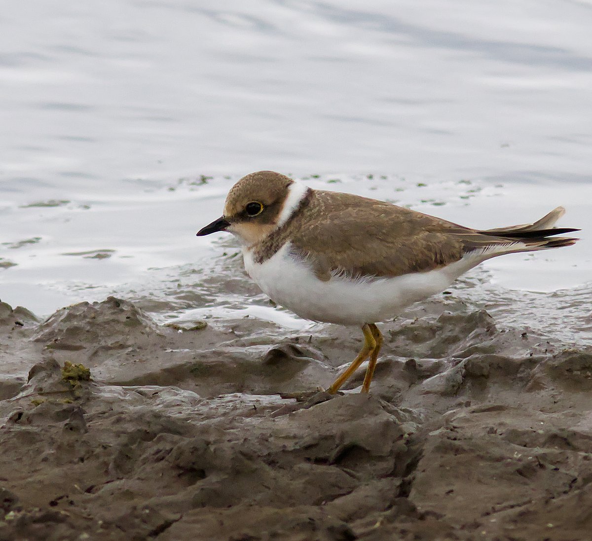 Sandra and I saw several juvenile little ringed plovers at <a href="/RSPBSaltholme/">RSPB Saltholme</a>  yesterday. <a href="/teesbirds1/">teesbirds</a> <a href="/teeswildlife/">Tees Wildlife</a> <a href="/Natures_Voice/">RSPB</a> <a href="/RSPBEngland/">RSPB England</a> <a href="/NaturalEngland/">Natural England</a> <a href="/Woodybirder/">Nick Wright</a>