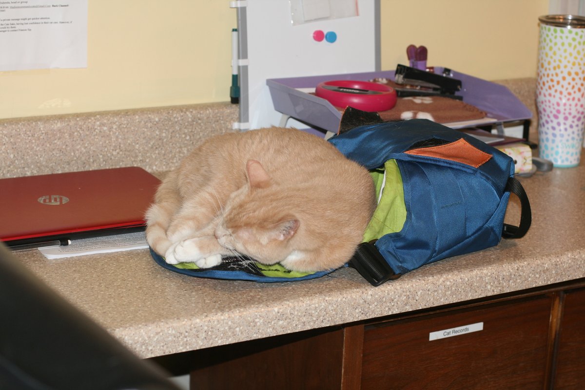 RappCatsAdopt's tweet image. Donna says this is *her* camera bag now and honestly, who am I to argue...?