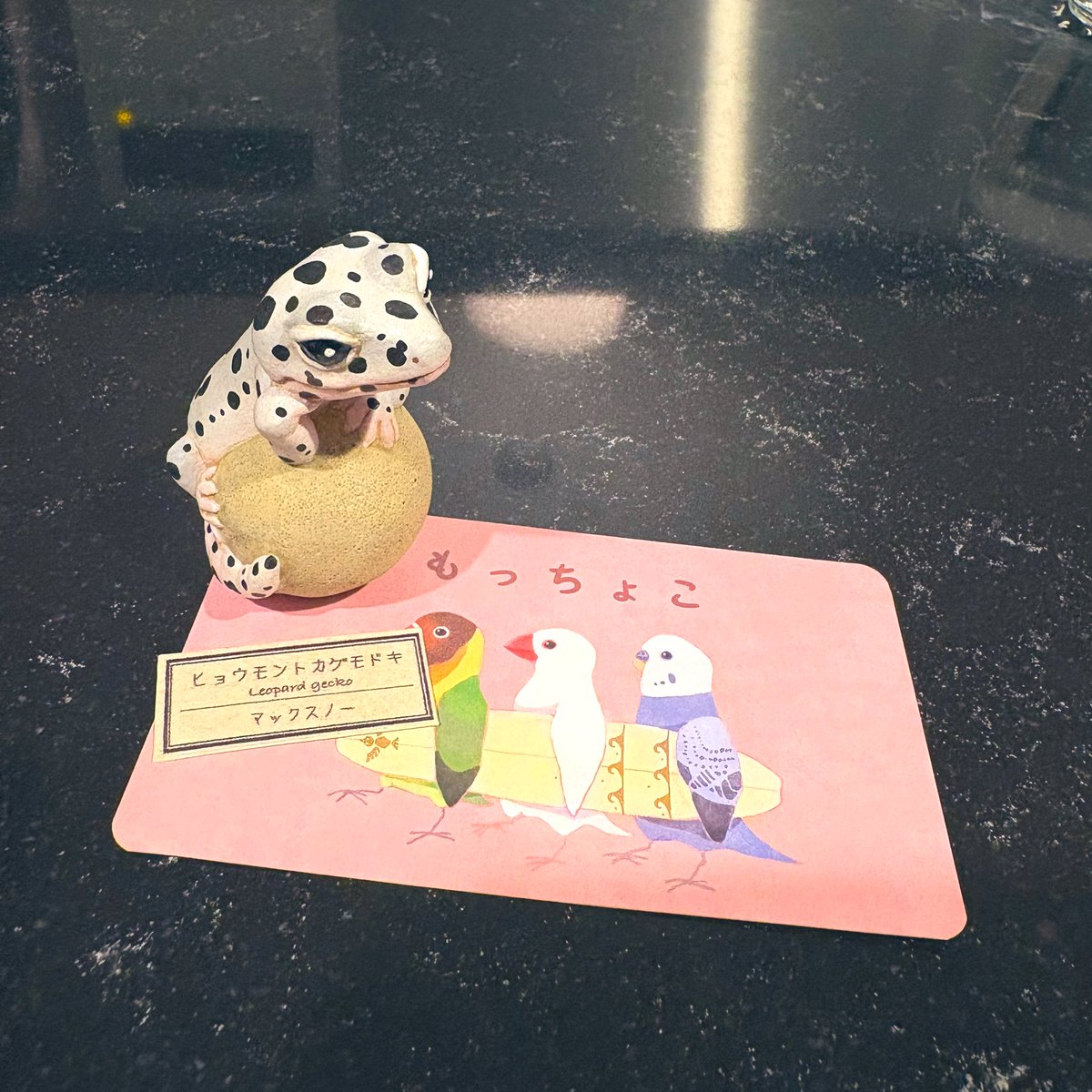 yukitorakichiii's tweet image. HMJ2025戦利品🙌
@Mochoco17 さま
ヒョウモントカゲモドキちゃん!!
可愛い!!!作業机の見えるところに居て欲しい!!!
と思いお迎えしました🤤
机の上の尊いゾーンに仲間入り👐
尊い...