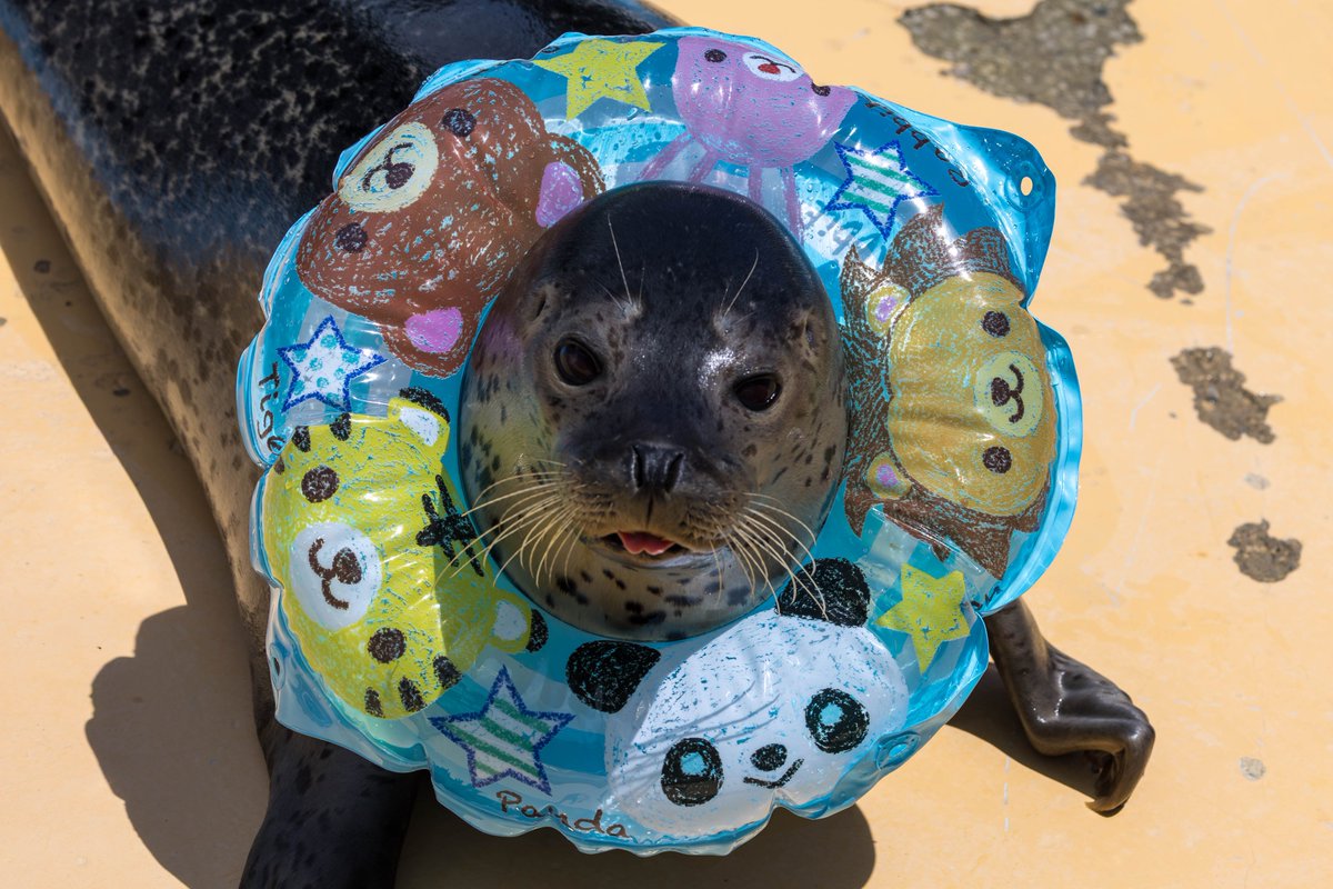 #東武動物公園 
#ゴマフアザラシ 
#1日1もちもち