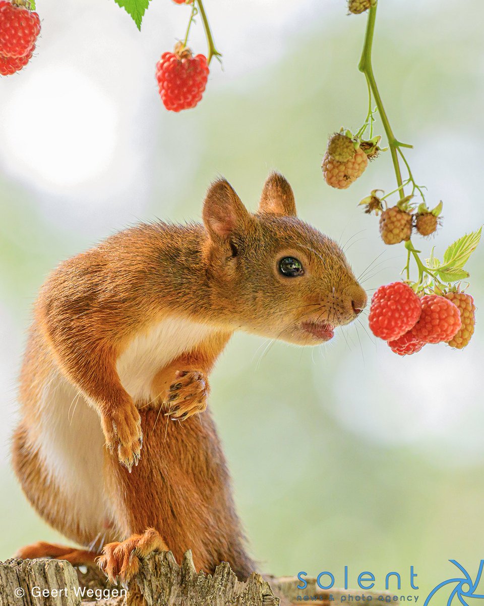 snapagency's tweet image. BLOWING RASPBERRIES.....BERRY NICE. This red squirrel is seen stretching for some raspberries from branches. The sweet squirrel was pictured in a garden in Bispgården, Sweden, enjoying the bright red berries. 

📸: Geert Weggen
 #cutesquirrels #raspberry #funphoto