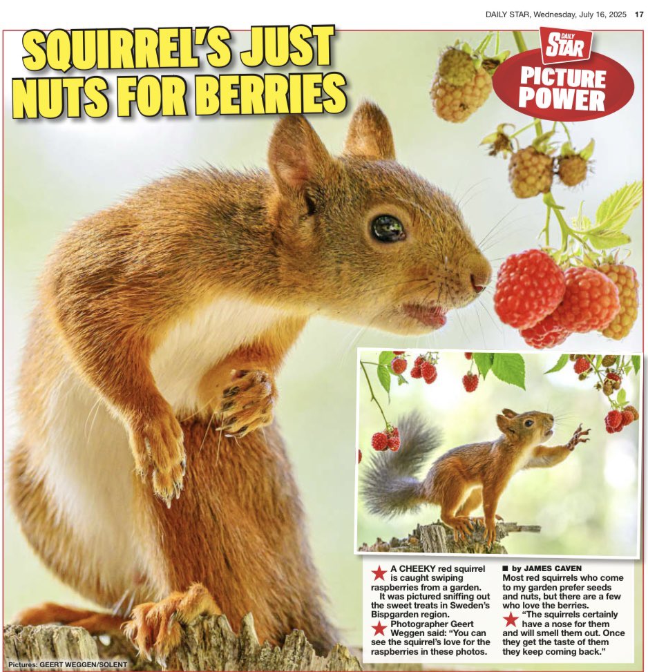 snapagency's tweet image. BLOWING RASPBERRIES.....BERRY NICE. This red squirrel is seen stretching for some raspberries from branches. The sweet squirrel was pictured in a garden in Bispgården, Sweden, enjoying the bright red berries. 

📸: Geert Weggen
 #cutesquirrels #raspberry #funphoto