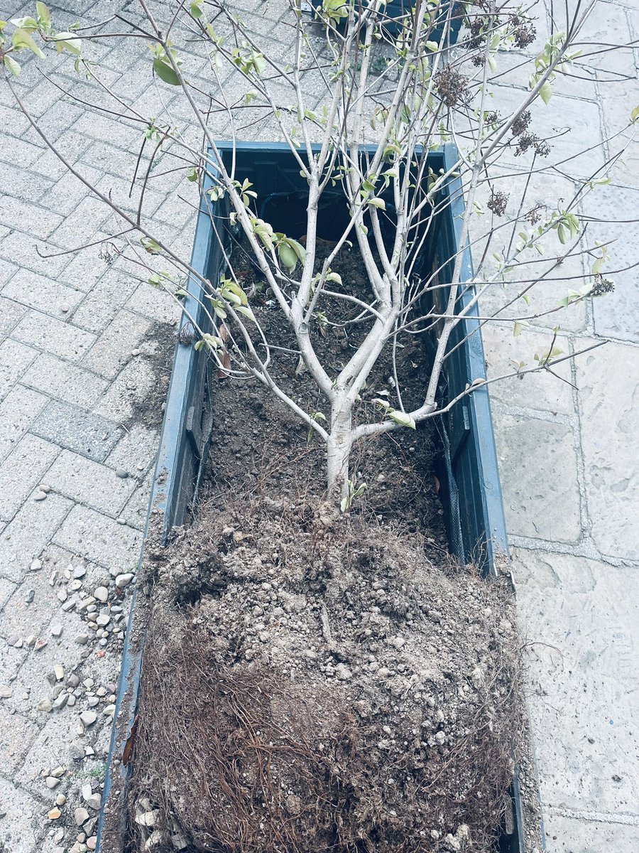 GreenGreenwich's tweet image. Greenwich Greens Stacy and Karin in action again today. Whether it’s litter picking, removing weeds where they cause a trip hazard, speaking to residents on the Orchard estate or saving a tree here &amp;amp; there, it’s all about getting things done.