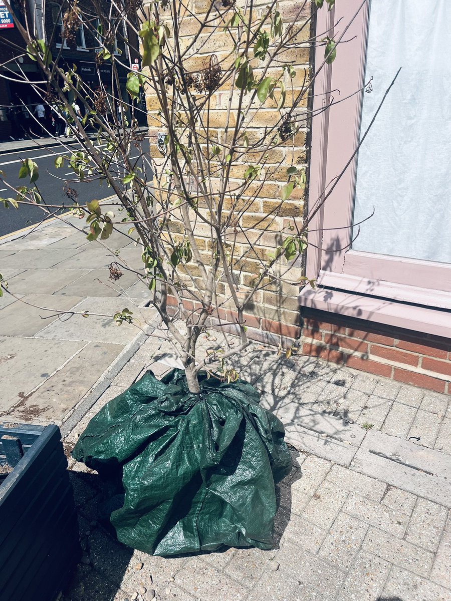 GreenGreenwich's tweet image. Greenwich Greens Stacy and Karin in action again today. Whether it’s litter picking, removing weeds where they cause a trip hazard, speaking to residents on the Orchard estate or saving a tree here &amp;amp; there, it’s all about getting things done.