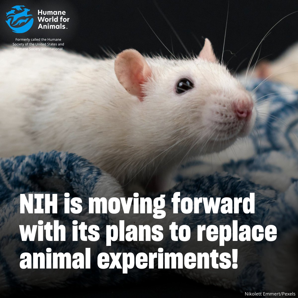 humaneworldeat's tweet image. .@NIH is creating a new office that will “coordinate NIH-wide efforts to develop, validate and scale the use of non-animal approaches across the agency’s biomedical research portfolio.” 👏
We're excited to see NIH move forward as it pursues innovative non-animal technologies! 🧪