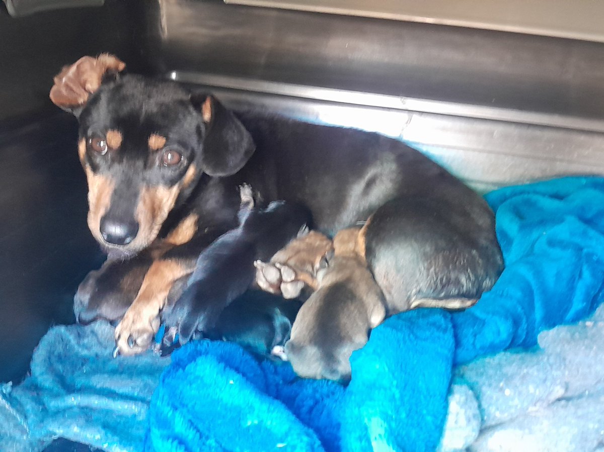 lolsielove's tweet image. Another hard day for us, went to farms to educate the workers on how to treat their animals, this mommy just gave birth a few days ago, one puppy did not survive but wasnt removed, we removed it and gave it a proper burial 😭 mommy was with dying puppy for a few days
