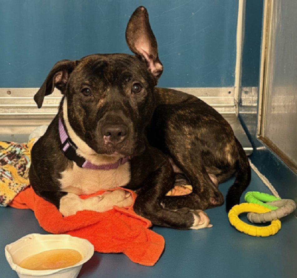 Perry😇
New Intake #NYCACC 
nycacc.app/#/browse/232000 
#AdoptMe #FosterMe 

#BrindleMagic 
Perry is bored in his cage 
He can be shy
Prefers to make the 1st move
His perfect home would have chew toys available, enjoy walks, have plush beds &amp; enjoy salmon snacks