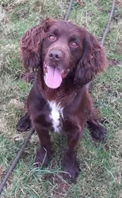 🐕 SAM WENT MISSING IN THE EARLY HOURS 14 JULY 2025 #Morda #Oswestry #Shropshire #SY10 

Sam is a 10 year old sprocker spaniel.

DO NOT CHASE OR APPROACH IF SEEN

HE WILL BE SCARED &amp; COULD RUN INTO DANGER PLS CALL NUMBERS ON POSTER ASAP