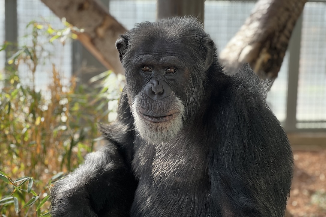ChimpSanctuary's tweet image. Happy Birthday, Human Dave &amp;amp; Chimpanzee Gordo! -  chimpsnw.org/2025/07/happy-…