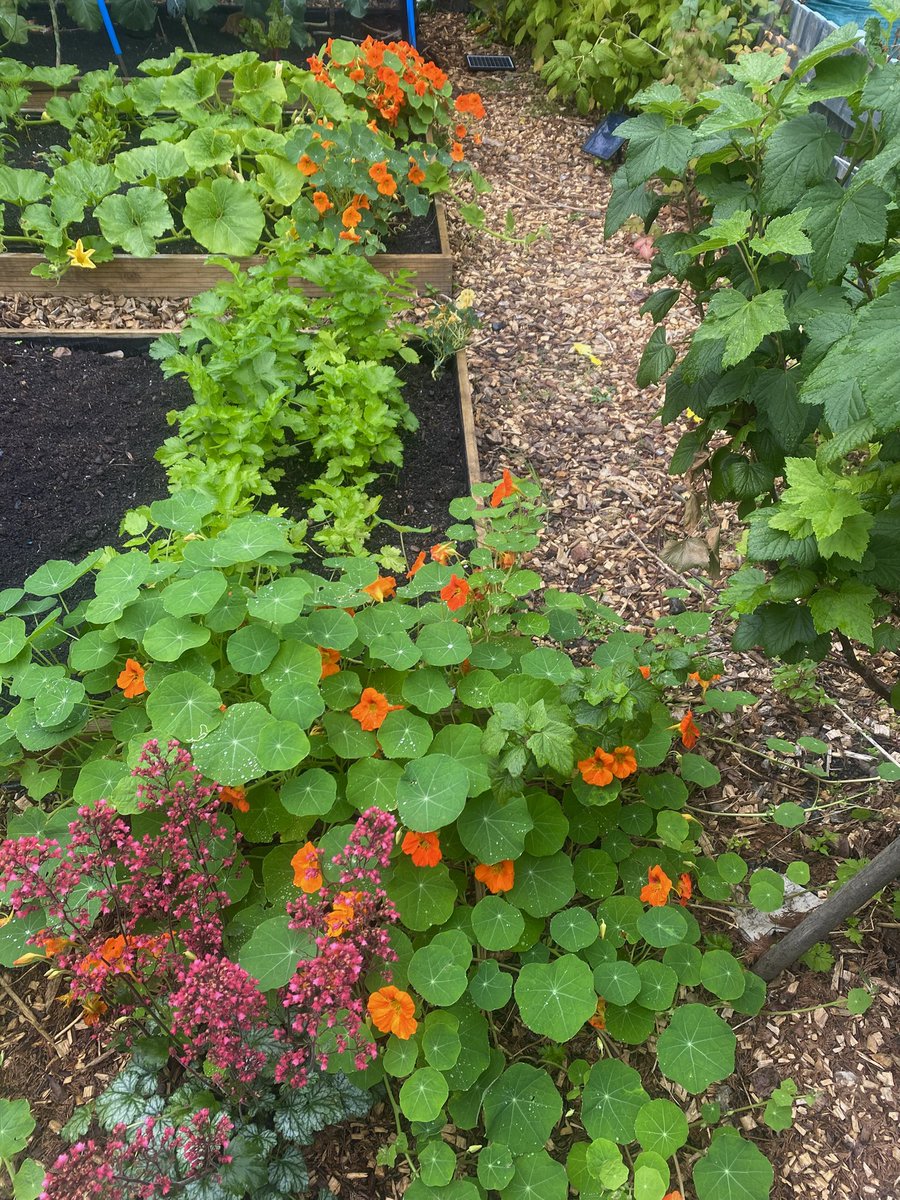 Samantha (@itssamanthaaaa_) on Twitter photo i’ve got a week to get my allotment plot in pristine condition for an upcoming competition next week, pray for me and my back because it’s already killing me i’ve got a week to get my allotment plot in pristine condition for an upcoming competition next week, pray for me and my back because it’s already killing me