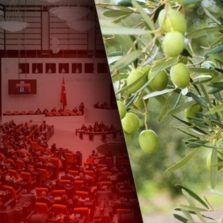 Zeytinlikleri madenciliğe açan kanun teklifi AKP ve MHP oylarıyla yasalaştı.