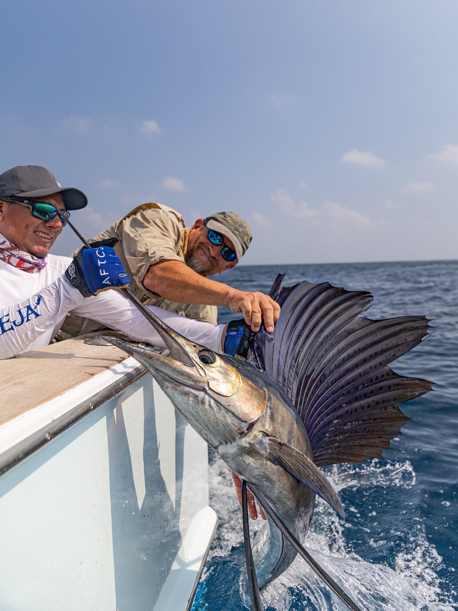 This wily sail reminding everyone who the real star of the show is! 🤩

Happy Saturday, anglers💫

#casaviejalodge #guatemala #fishinglodge #sailfishinglodge #sailfish #sailfishing #offshore #offshorefishing #billfish #billfishing