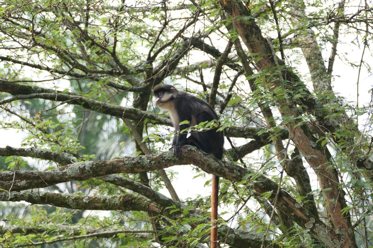 UCU_EngEnvt's tweet image. Our continued Biodiversity surveys show a rise in red-tailed monkey numbers, a clear sign of our thriving ecosystem. Their growing presence is a testament to the safe and green environment UCU continues to preserve and promote. Nature truly finds home right here with us!