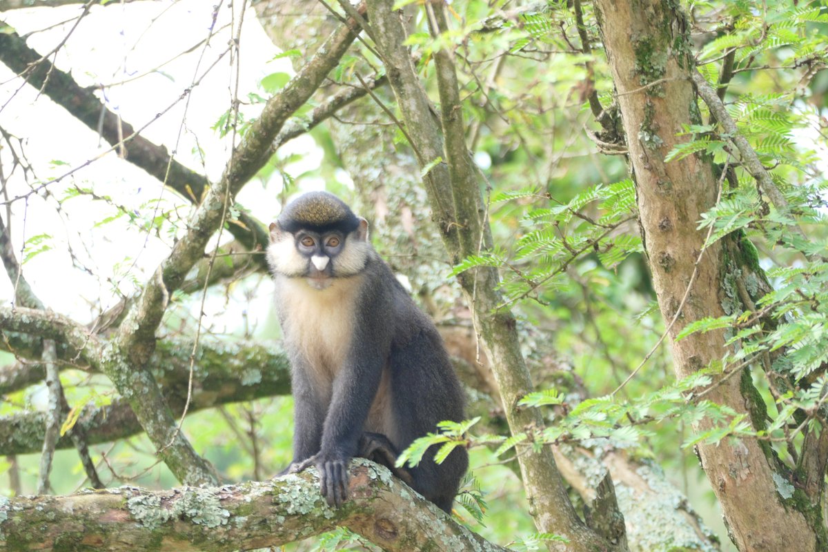 UCU_EngEnvt's tweet image. Our continued Biodiversity surveys show a rise in red-tailed monkey numbers, a clear sign of our thriving ecosystem. Their growing presence is a testament to the safe and green environment UCU continues to preserve and promote. Nature truly finds home right here with us!