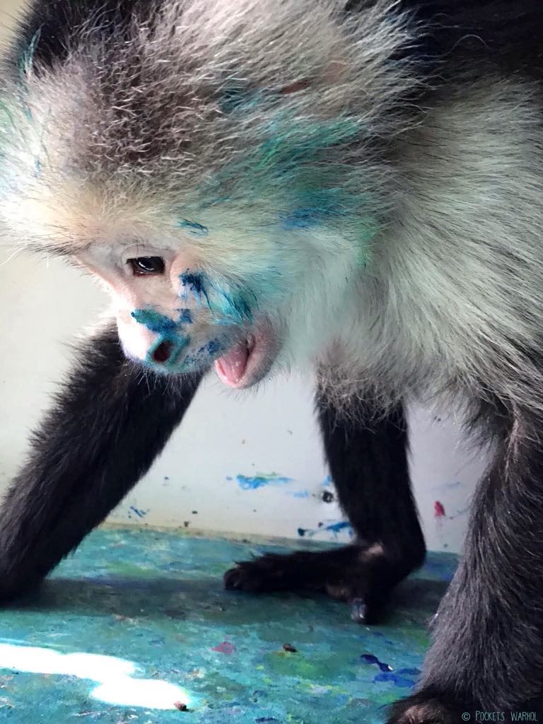 PocketsWarhol's tweet image. I am forever chasing light🌞🐵#bekindtoanimals #AFTERLIFE #storybookmonkeys