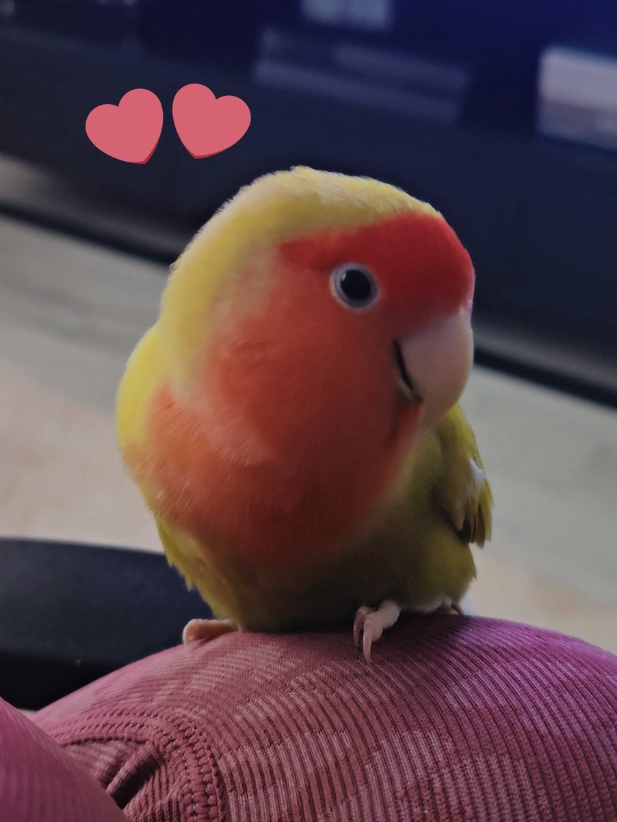 if being cute was a crime
I'd be in jail  

For✨ tax evasion ✨