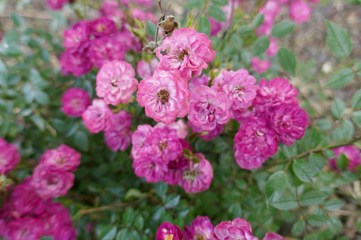 Die Rose zum Abend,
Rosa 'Jet Flame' (Louis Lens, 1984), flowering in the Coloma rose garden in Belgium.

Von Wilrooij - Eigenes Werk, CC BY-SA 4.0, commons.wikimedia.org/w/index.php?cu…