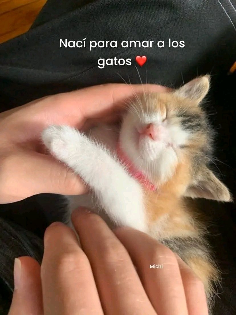 Nacido para... ♥️🐱🐾