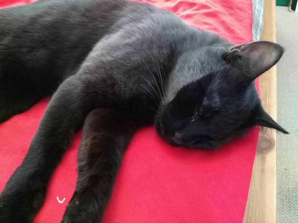 srh_sue's tweet image. Merlin loves rolling in cement dust.
From black to grey. 馃枻馃┒
#Caturday #catslife