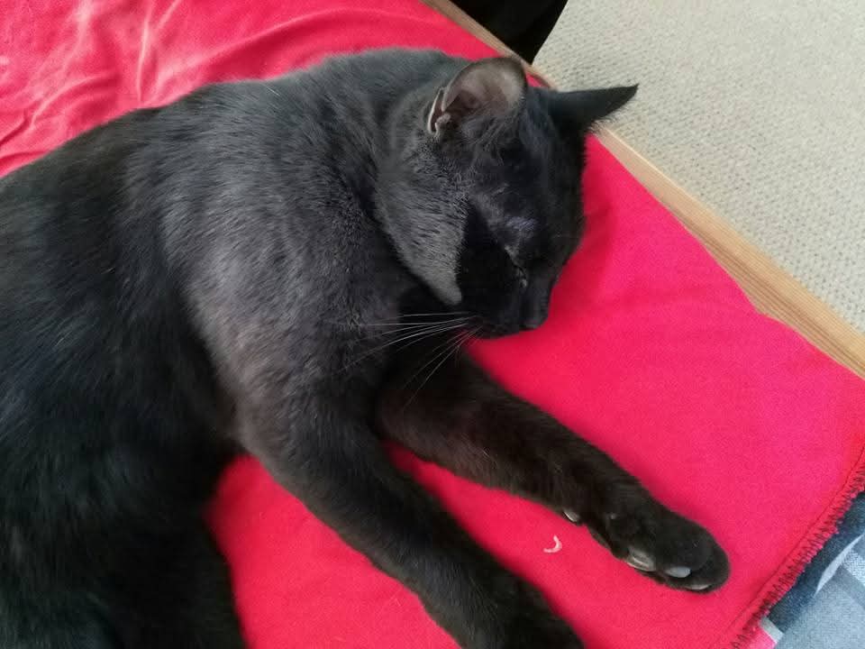 srh_sue's tweet image. Merlin loves rolling in cement dust.
From black to grey. 馃枻馃┒
#Caturday #catslife
