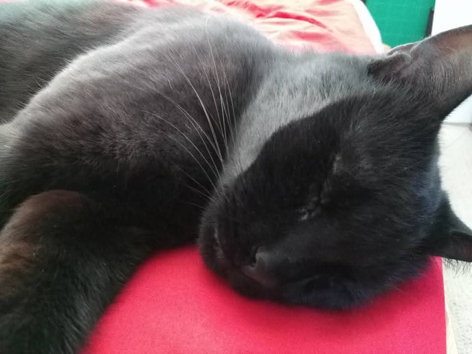 srh_sue's tweet image. Merlin loves rolling in cement dust.
From black to grey. 馃枻馃┒
#Caturday #catslife