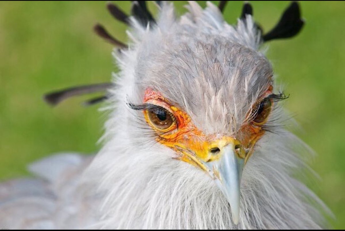 *
فتنة عيونك زايده فوق زينك 
خلي عيون الريم والظبي والجير

يْسلم امره واحدً شاف عينك 
اللي تحالي عين طير السكرتير 

- محمد خضير