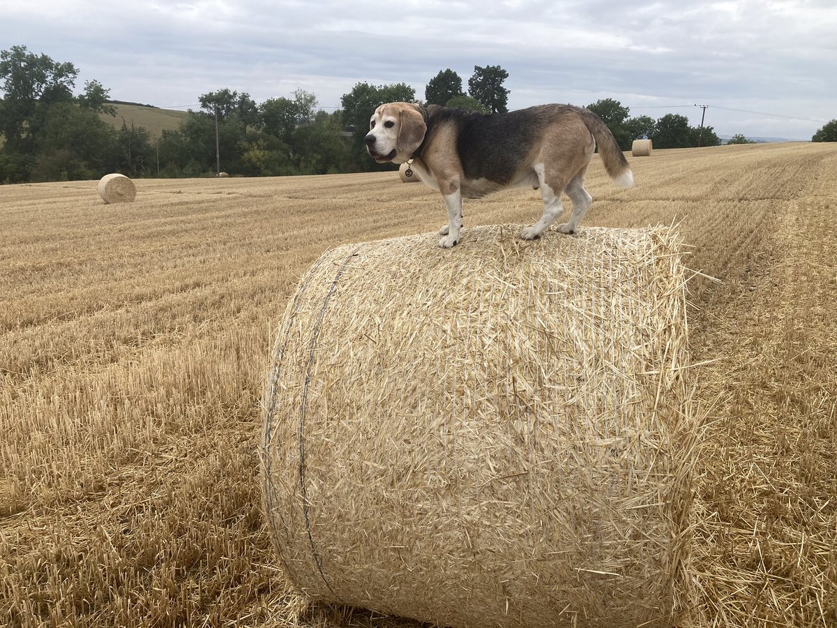 Yay, big bales 👏🏻👏🏻👏🏻👏🏻🐾🐾🐾