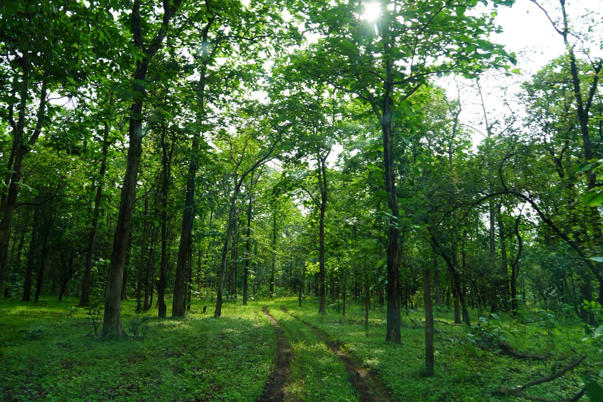 Yash Kale IFS 🐾 (@yashskale) on Twitter photo Kingdom of Green!
<a href="/MahaPenchTiger/">Pench Tiger Reserve, Nagpur (Maharashtra)</a> <a href="/MahaForest/">Maha Forest Official</a>
#incredibleindia #Maharashtra #mahaforest #wild #forest #nagpur Kingdom of Green!
<a href="/MahaPenchTiger/">Pench Tiger Reserve, Nagpur (Maharashtra)</a> <a href="/MahaForest/">Maha Forest Official</a>
#incredibleindia #Maharashtra #mahaforest #wild #forest #nagpur