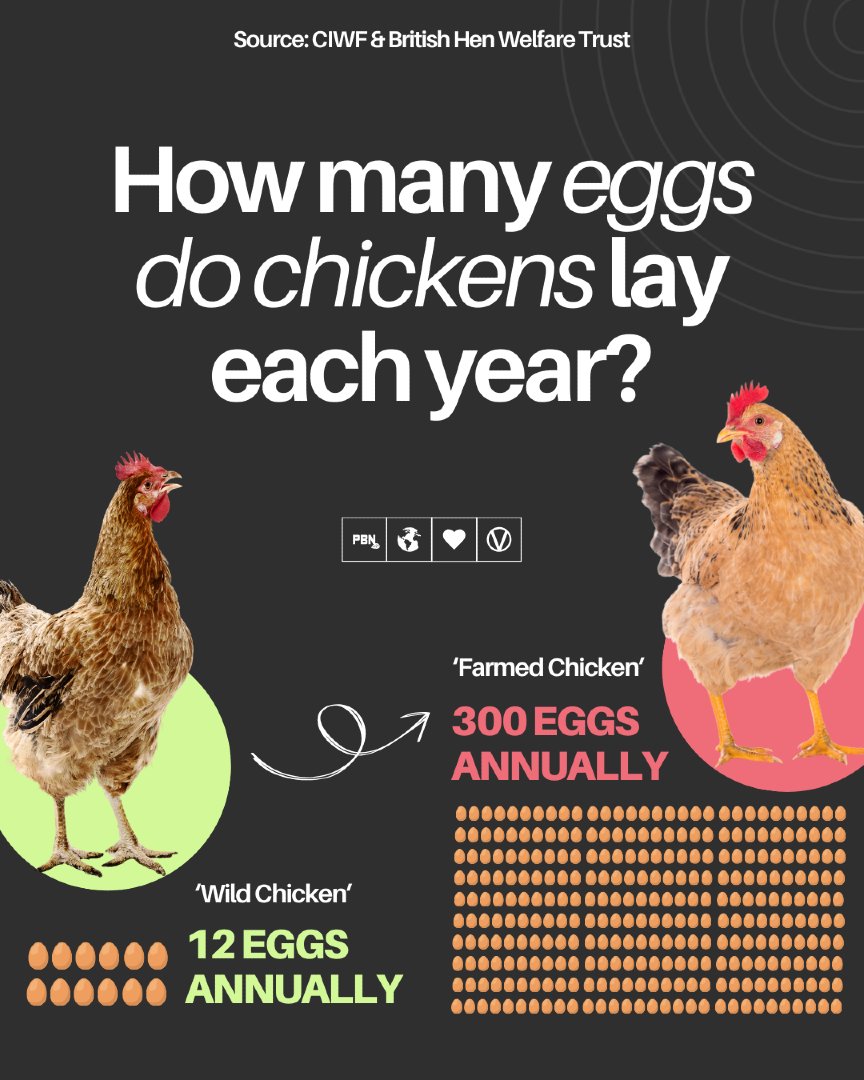 PlantBasedNews's tweet image. The red jungle fowl is apparently the wild ancestor of modern farmed chickens 🐓 They laid 12 eggs a year... if this isn't genetic modification and mutation, we don't know what is 🥚🐣