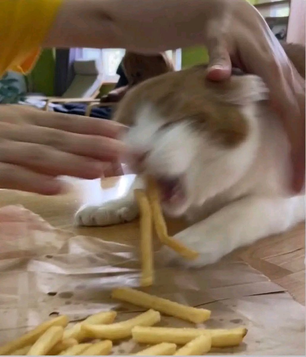 tiofelino2's tweet image. No me den papitas, no tengo autocontrol 🍟🐱🐾