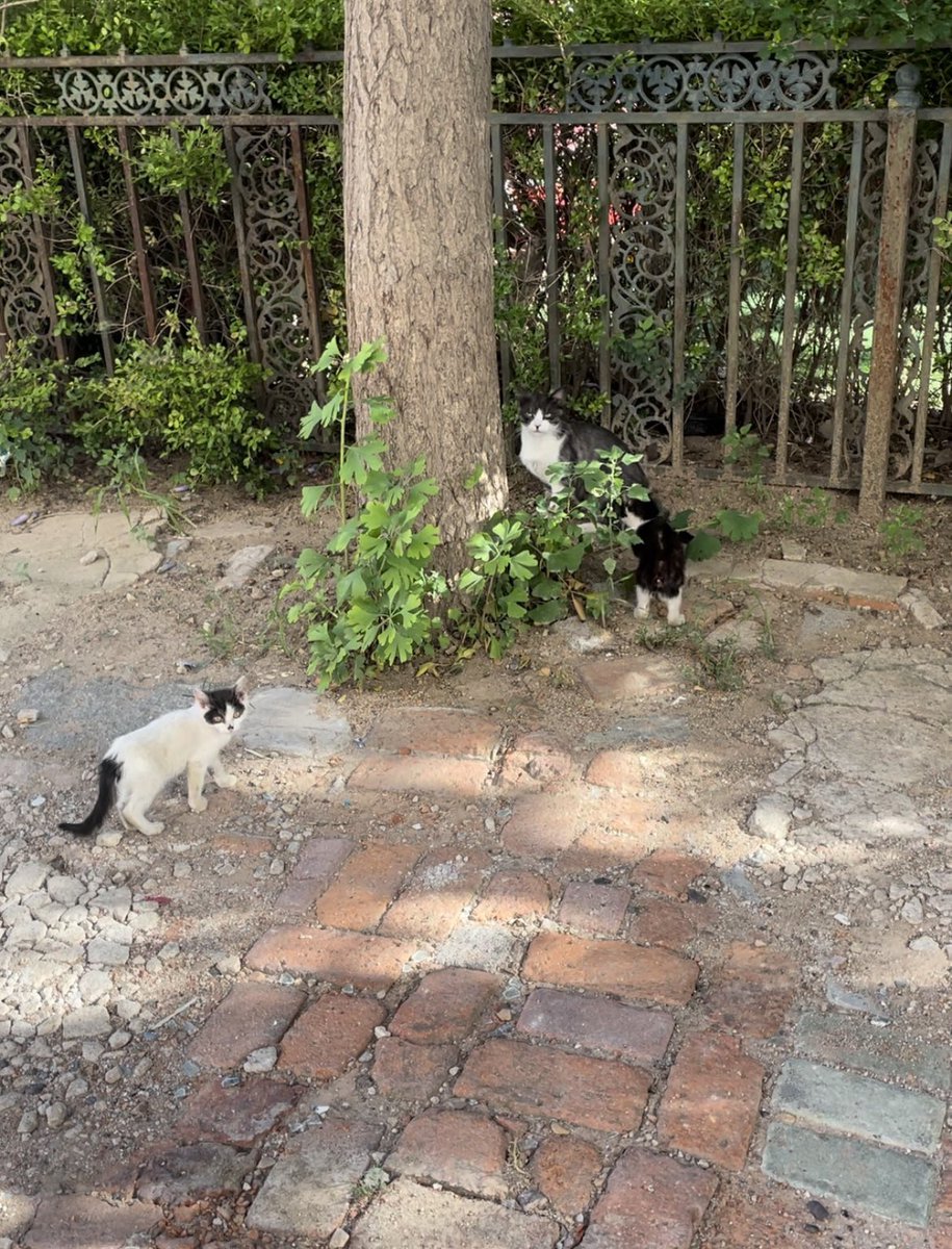 好累好困 最近走在路上感觉都要睡了 
图 偶遇的猫咪一家～