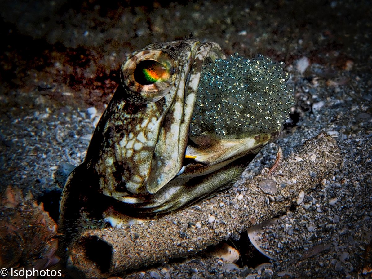 terrascuba's tweet photo. Featured Photos: Dusky Jawfish with Eggs
#scuba #scubadiving #underwaterphotography #saintlucia #stlucia #divesaintlucia #marinelife #ocean #islandlife #PADI #photography #jawfish #duskyjawfish #eggs #mouthbrooder https://t.co/oNumRd7km0