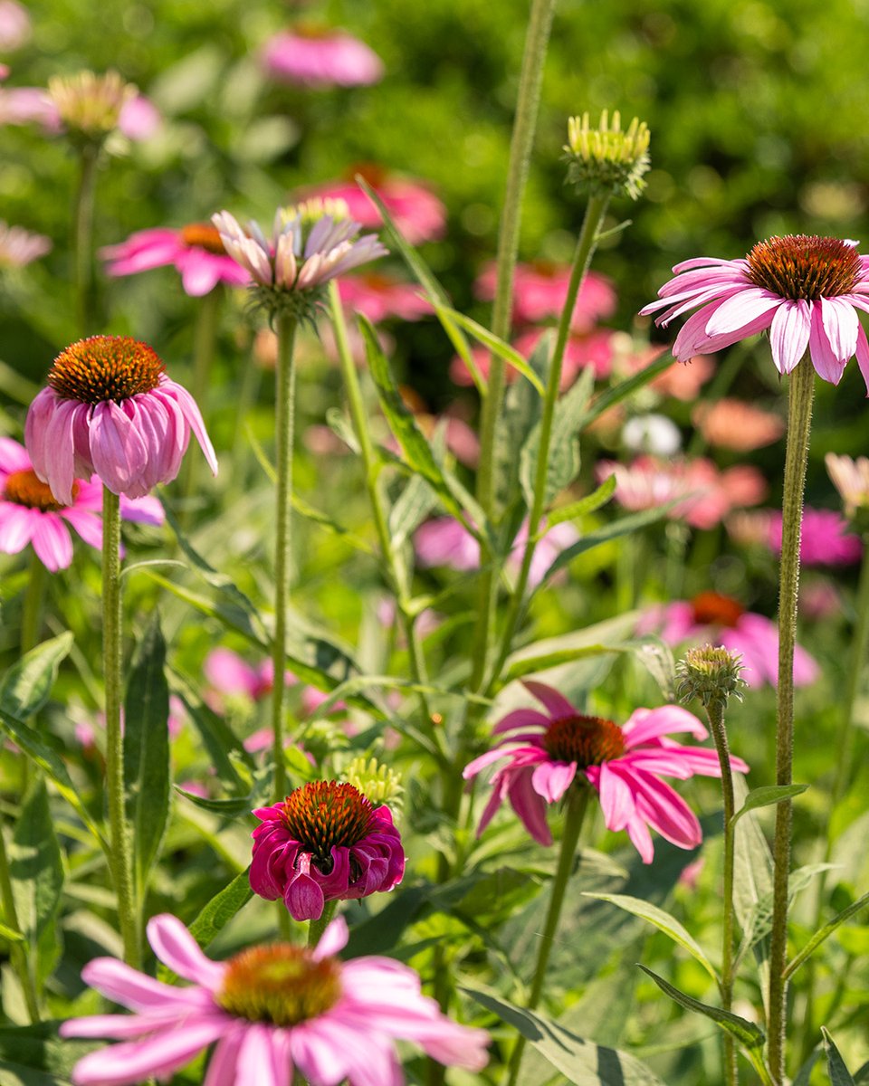 UToledo's tweet image. UToledo blooms