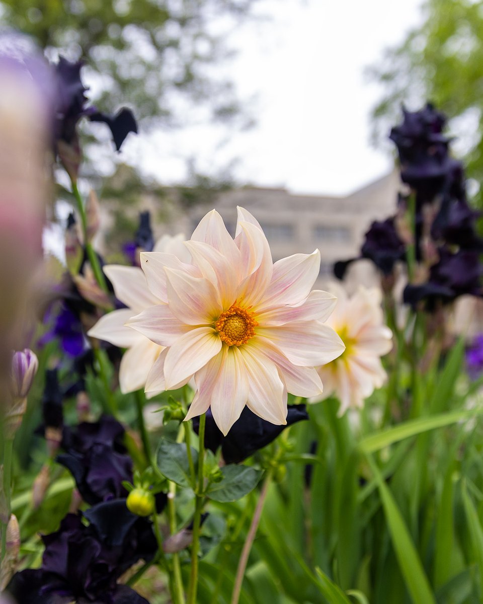 UToledo's tweet image. UToledo blooms