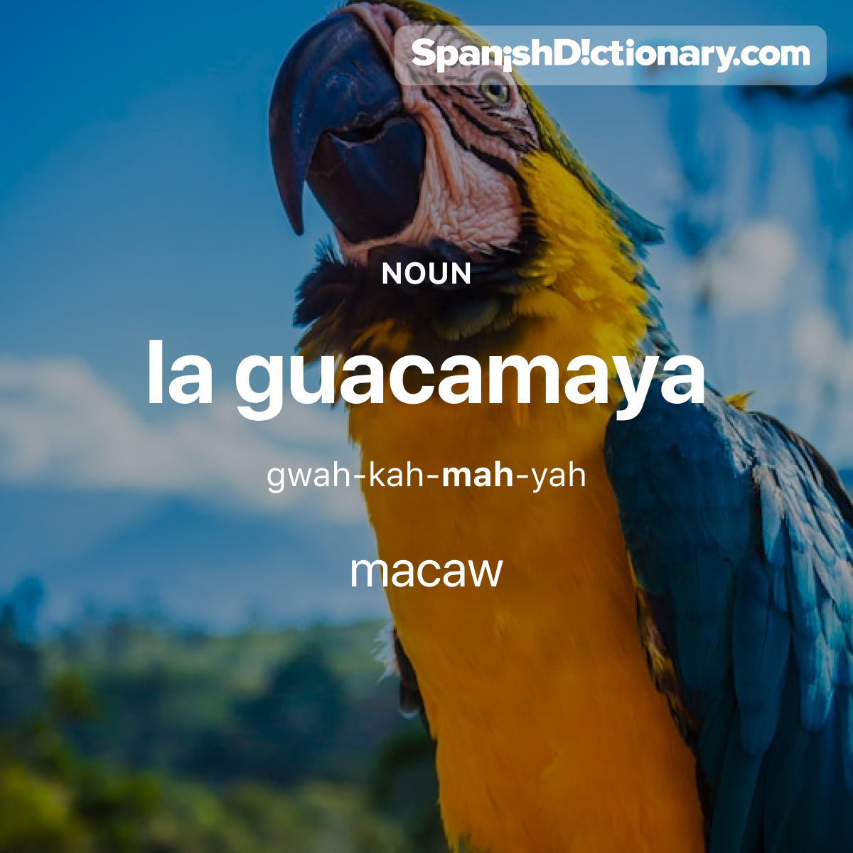 Today's #WordOfTheDay is "guacamaya." 🦜 For example: Las guacamayas son aves majestuosas.  - Macaws are majestic birds. 
#EstudiaEspañol #StudySpanish #AprendeEspañol #LearnSpanish #Español #Spanish #LearningSpanish #PalabraDelDia