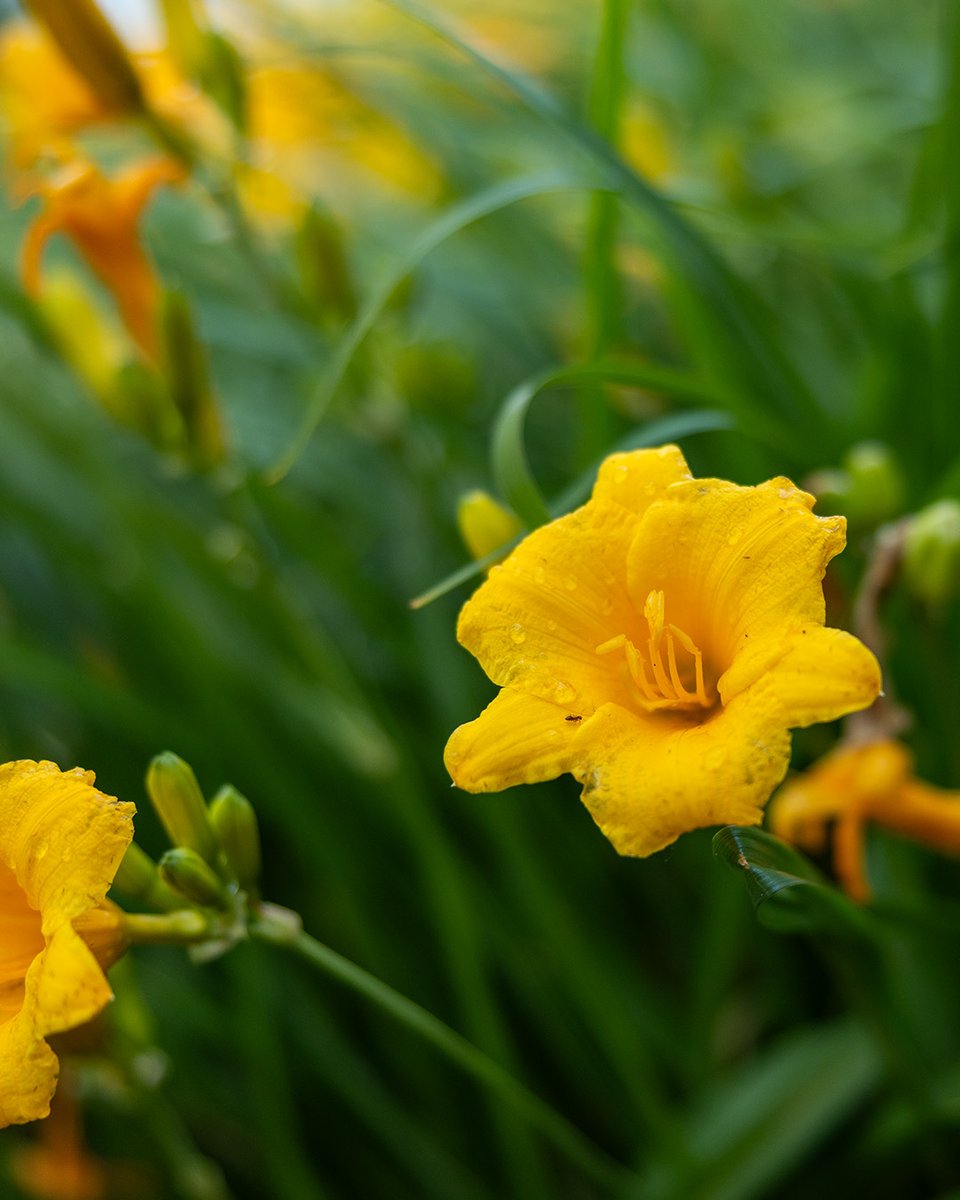 UToledo's tweet image. UToledo blooms
